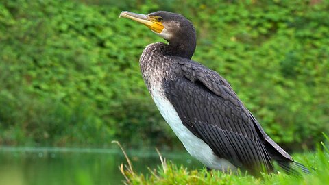 Great Cormorant Visits the Moat Pond