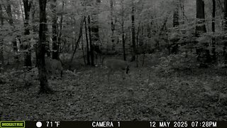 Trailcam