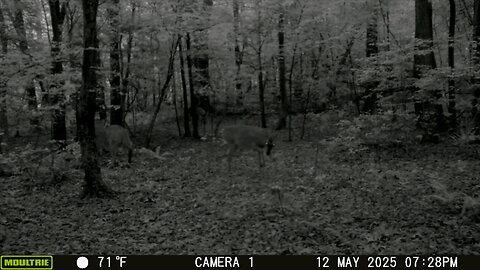 Trailcam