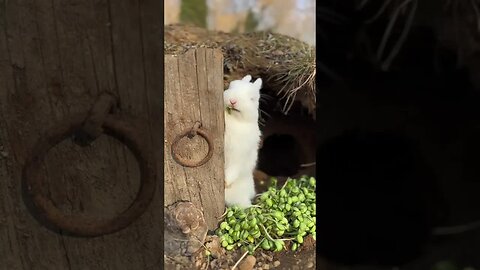 What is the little rabbit doing? Rural cute pets Rabbit Cute pets