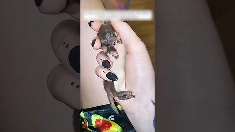 The girl picked up an unusual beast on the road and was shocked when she realized who it was