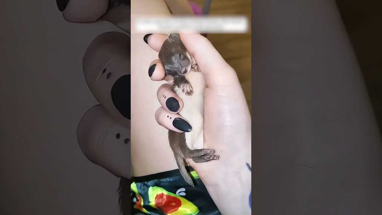 The girl picked up an unusual beast on the road and was shocked when she realized who it was