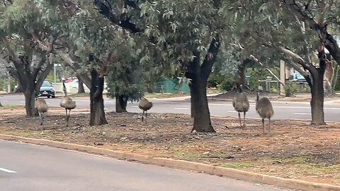 Emu birds arriving town! Welcome to Australia 🇦🇺