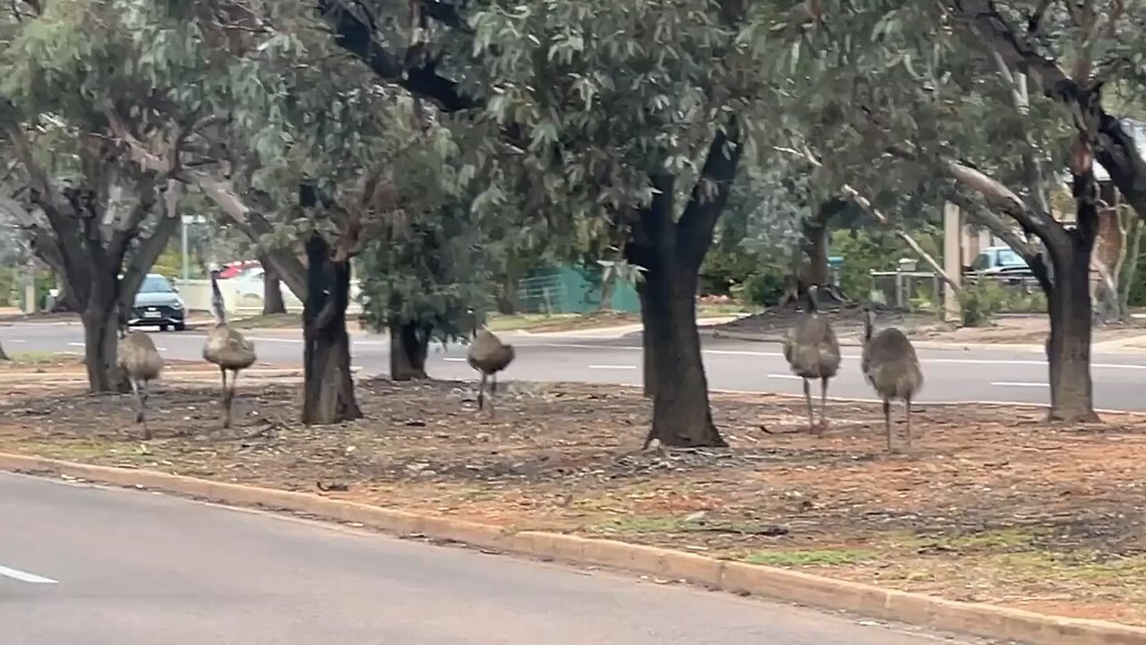 Emu birds arriving town! Welcome to Australia 🇦🇺