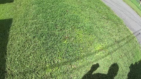 DIFFERENT COLOR GRASS????????????? 8-24-25