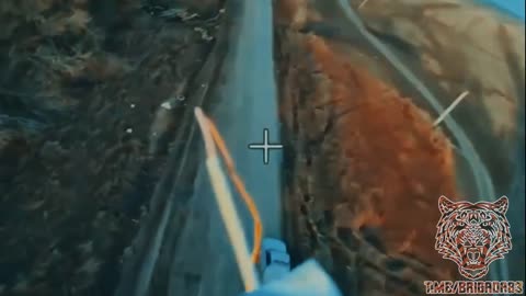 A real jungle out there