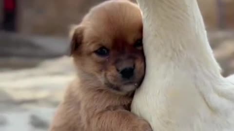 😍😍😘🔥 😍💦 FUNNY Animals and pet's💕😘 😘🔥 💕😘 😍💦 💦