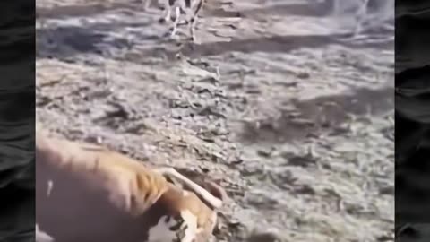 😨👁️ They Weren't Alone... Paranormal Caught on Camera! | TheHauntingHour