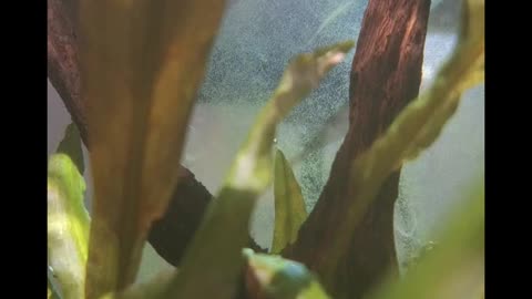 Amano shrimp