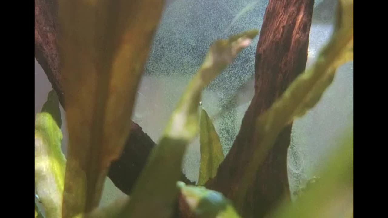 Amano shrimp