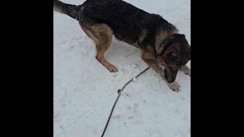 Virgil german shepherd.