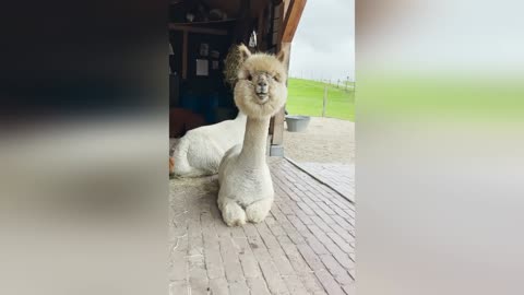 Funniest Animals part 1