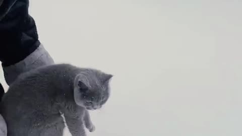 TOP 5 Cute Cat Videos