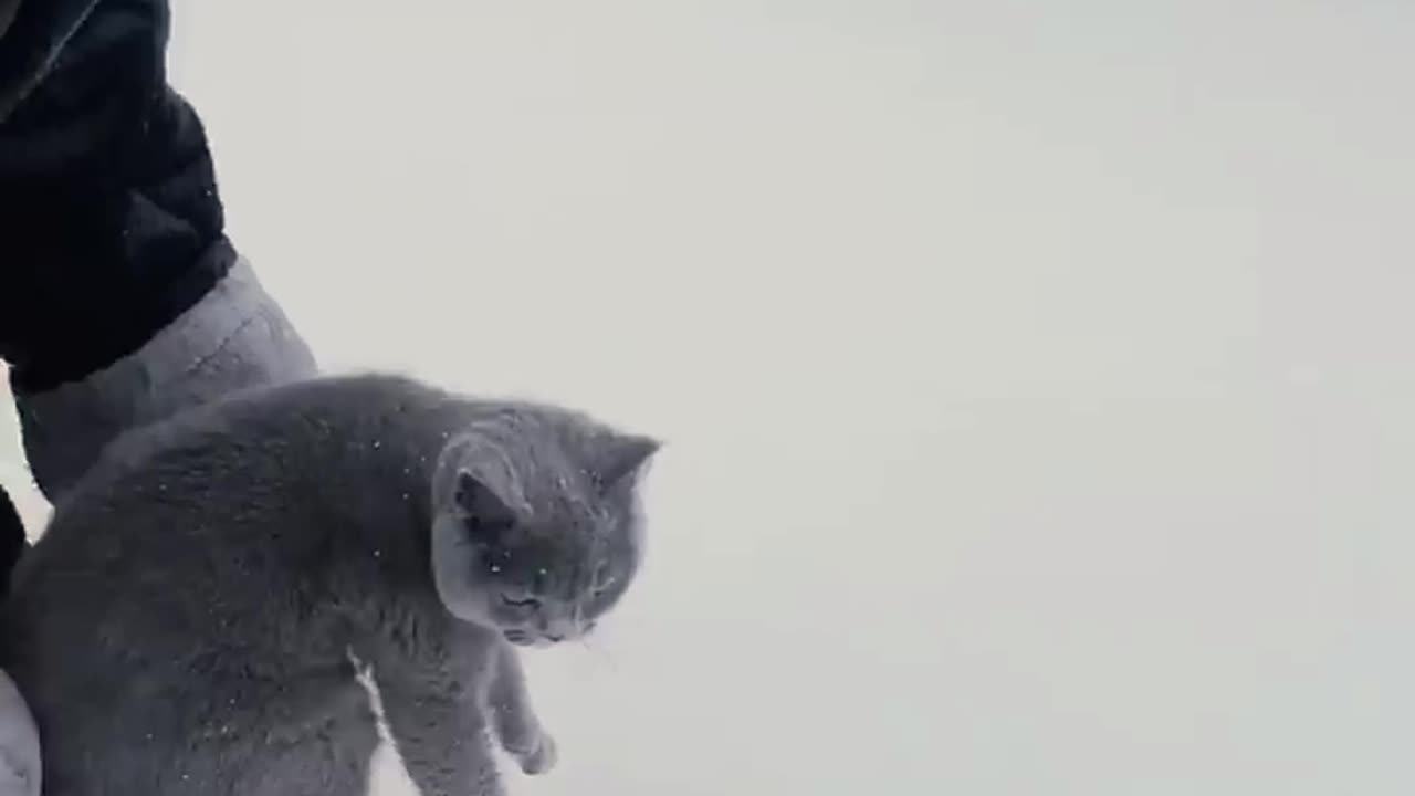 TOP 5 Cute Cat Videos