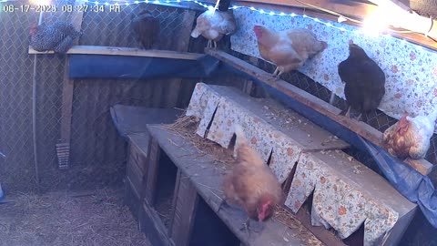 Tuesday Night Perch Up Cam2