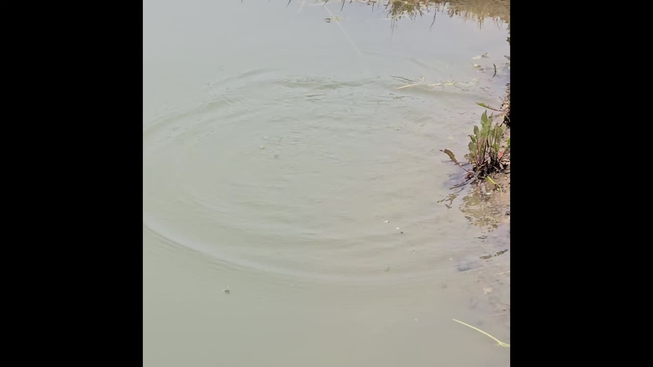 Frogs jumping in pond.