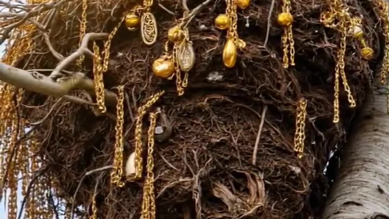 Birds#crows#crows stealing gold