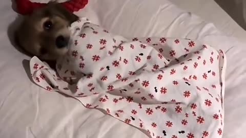 Sleeping Dog's Comedy Videos 🤣 so cute videos 😍 funny videos 🤣