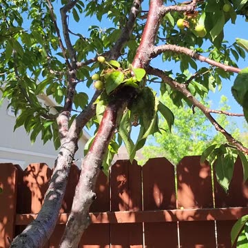 Nature's response to aphids. 🐞 #ladybug #aphids