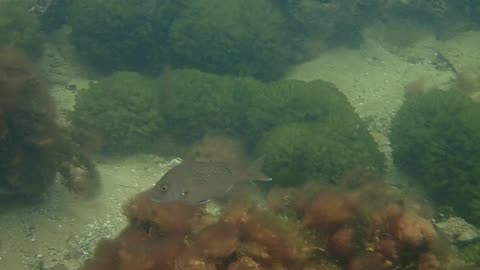 fishy close up 13 ns