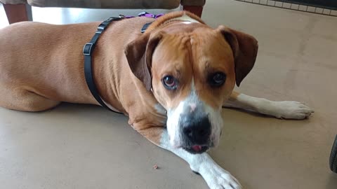 Goliath 5y A830498@TRN, in foster now but lookin 4 forever home, Mom came, he's very happy2025824337
