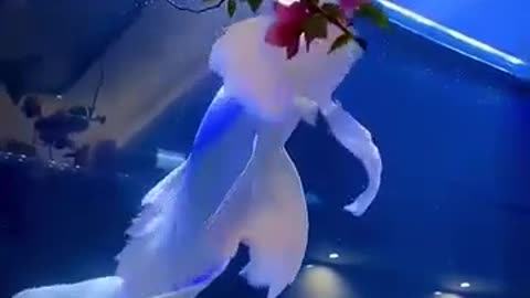 😮✨ Discover The Platinum Butterfly Koi, An Angel In Disguise! | FeedMyCuriosity