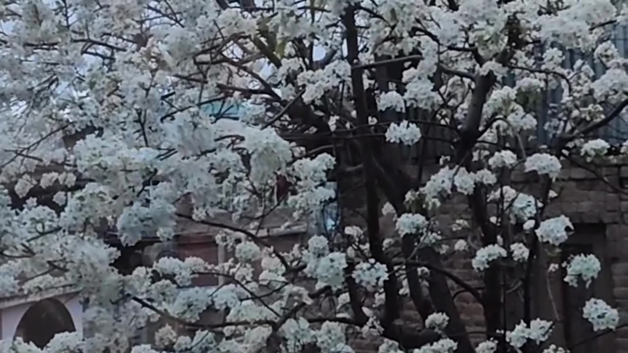 Natural View