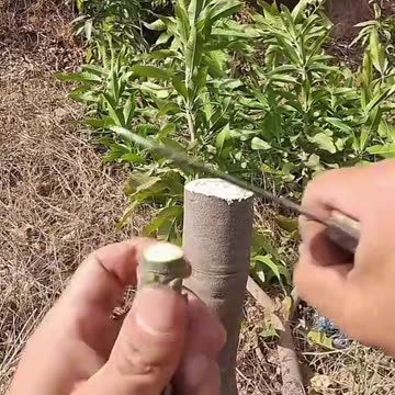 How to Breeding Part-21