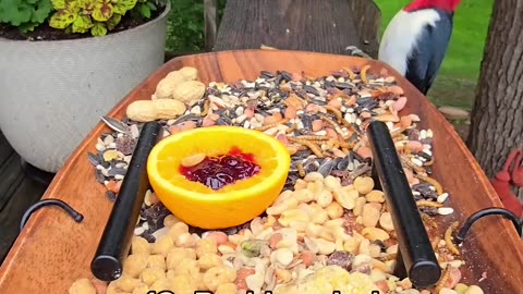 😂🐦 These Chirpy Birds Are Back With a Surprise! | FunFM