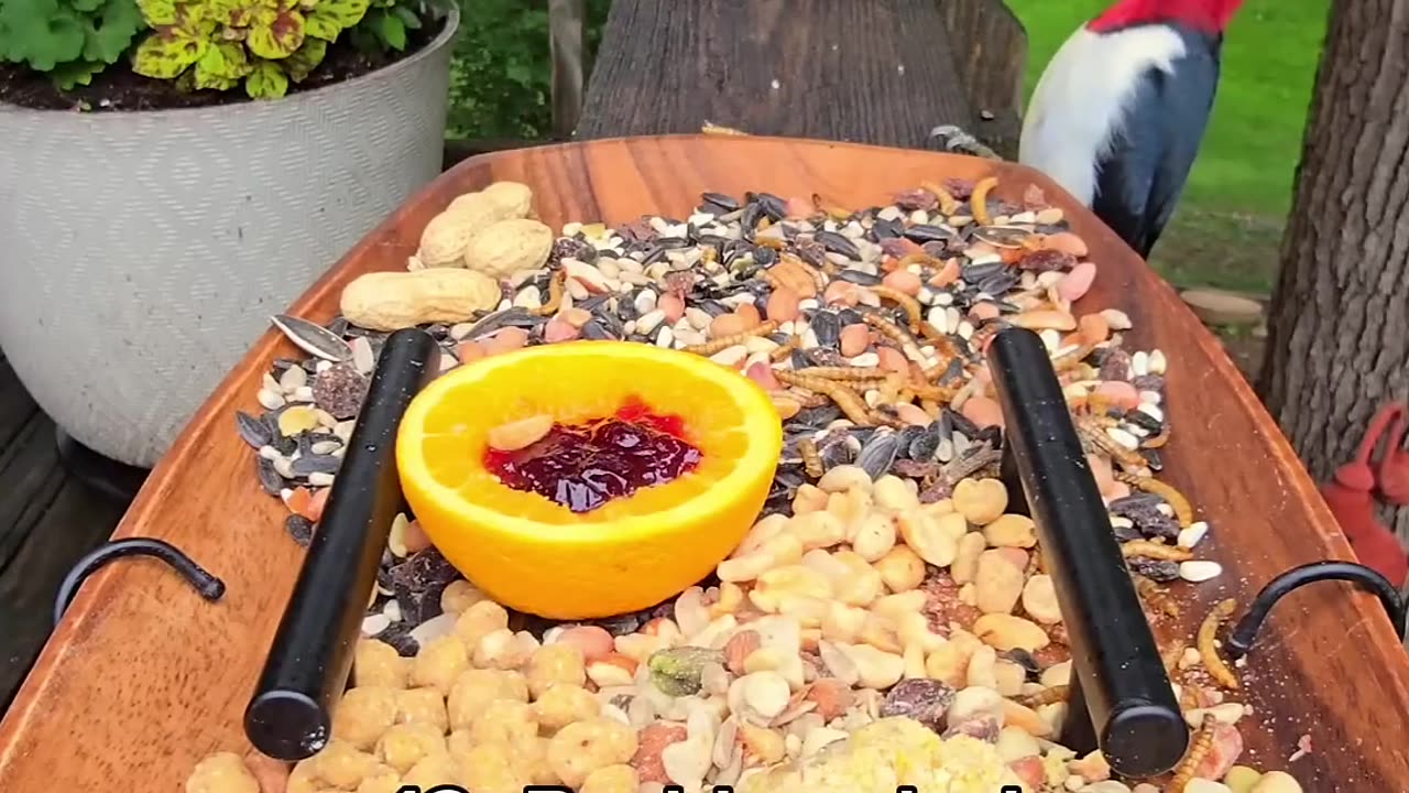😂🐦 These Chirpy Birds Are Back With a Surprise! | FunFM