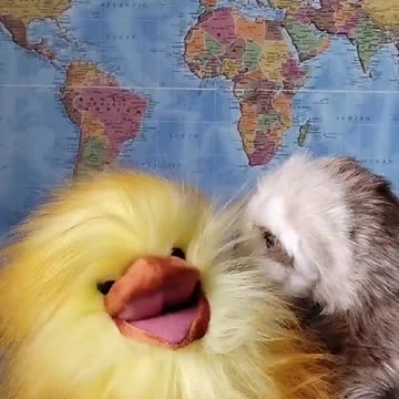 Zelensky At His Best! Screwing You In The A$$