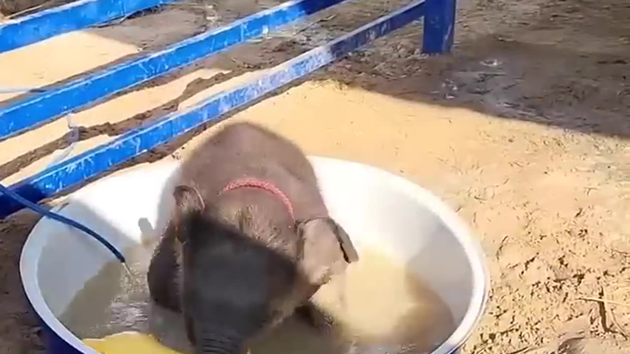 Animal transformation 😎😎