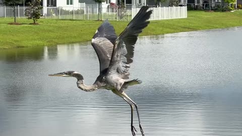 Great Blue Heron flying low 7-5-2025