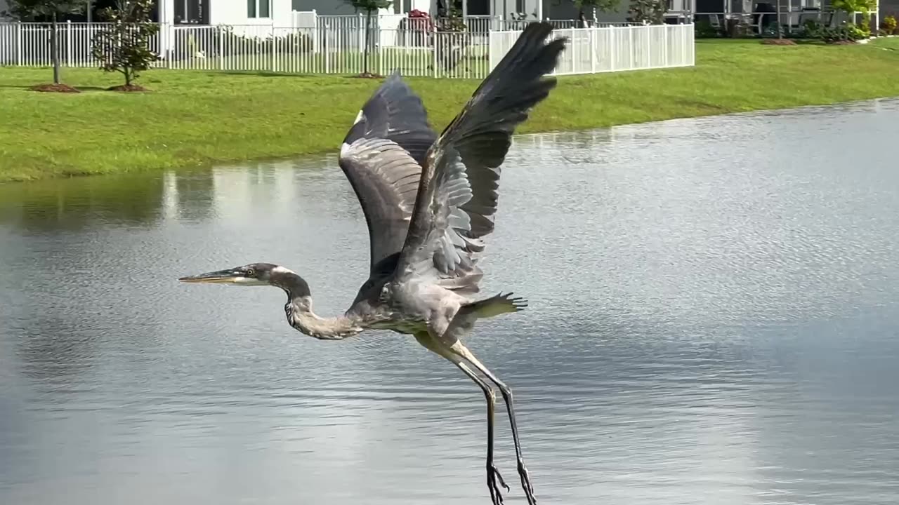 Great Blue Heron flying low 7-5-2025