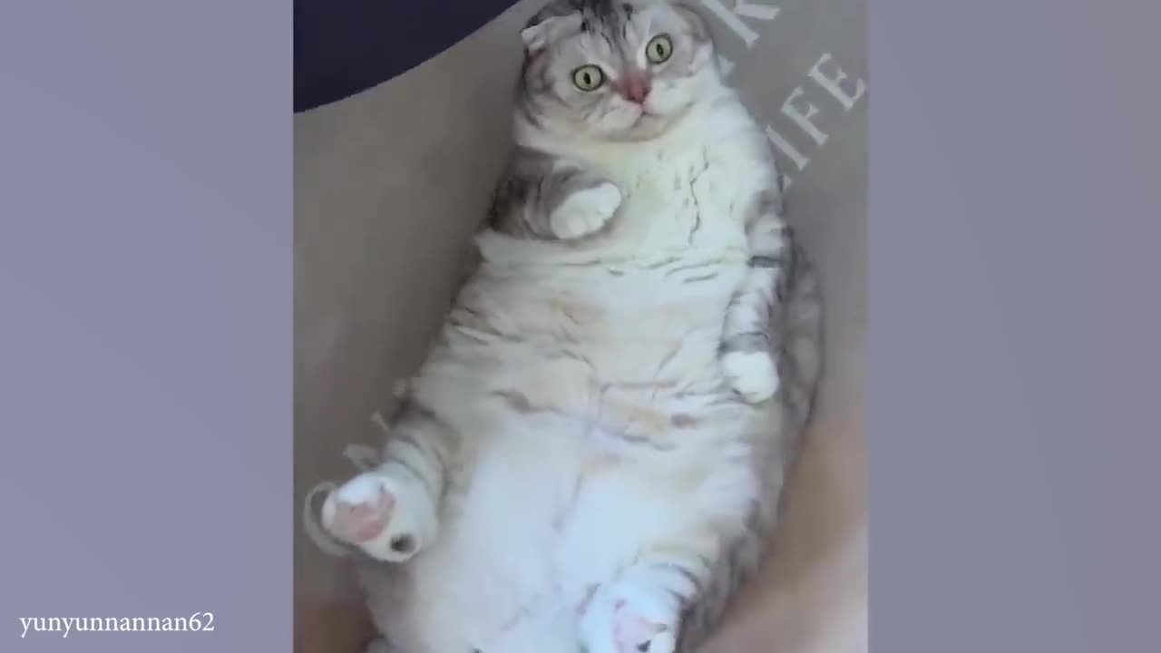 Crazy and funny cat