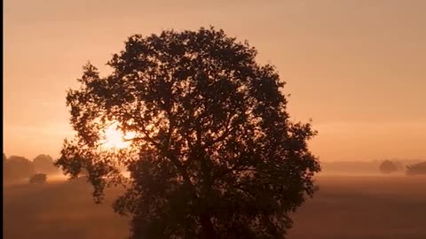 Daily Horoscope | Leo 🌟