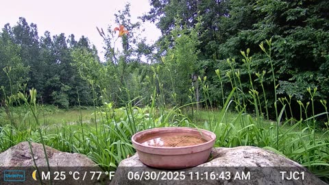 Tulsi the Squirrel