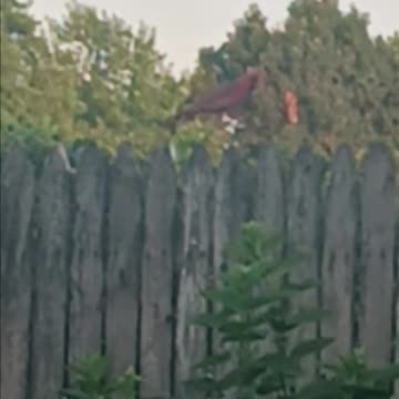 Northern cardinal