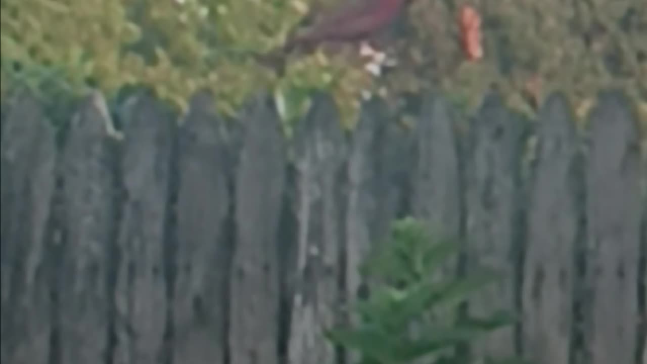 Northern cardinal