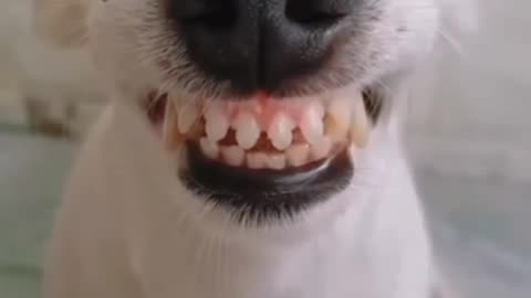 Best Funniest Dog Videos of 2025