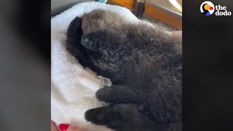 Matted Baby Otter Gets a Second Chance — And SO Fluffy | The Dodo