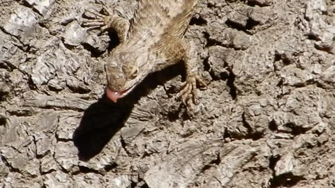 A lizard eating a bug.
