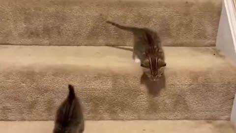 Cute cat