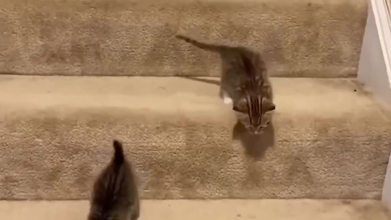 Cute cat