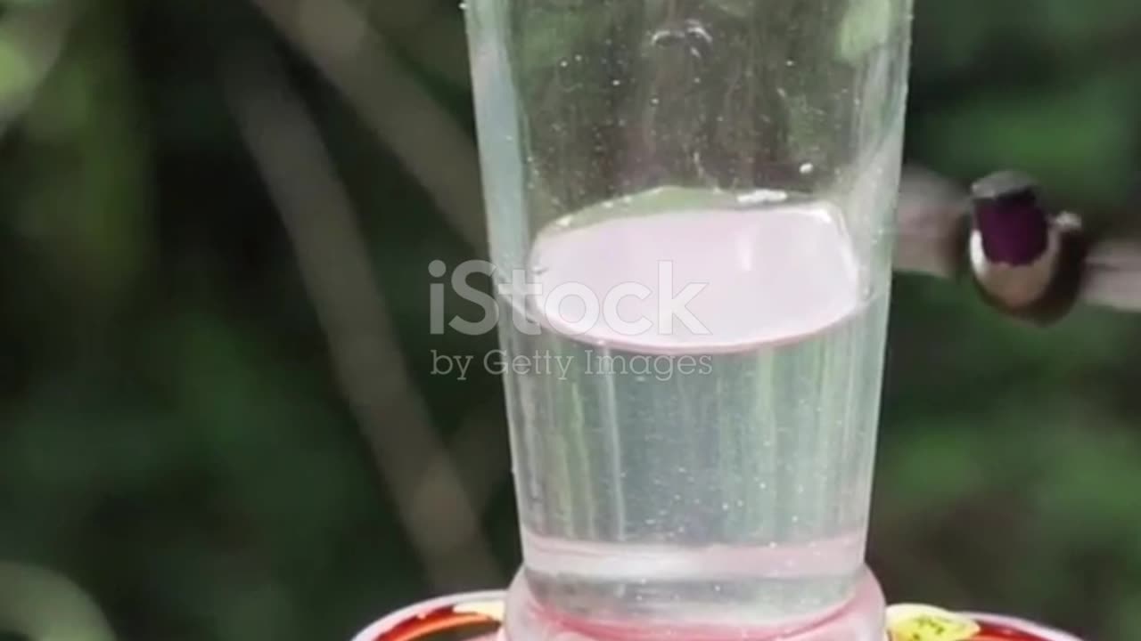 Why Preppers Should Watch Hummingbirds #prepping #shtf #shtfsurvival