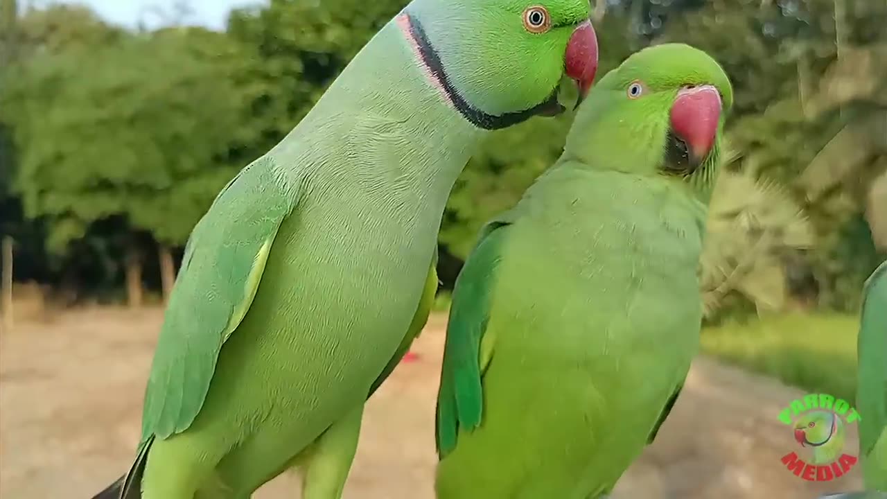 Ringneck Parrot Videos Compilation