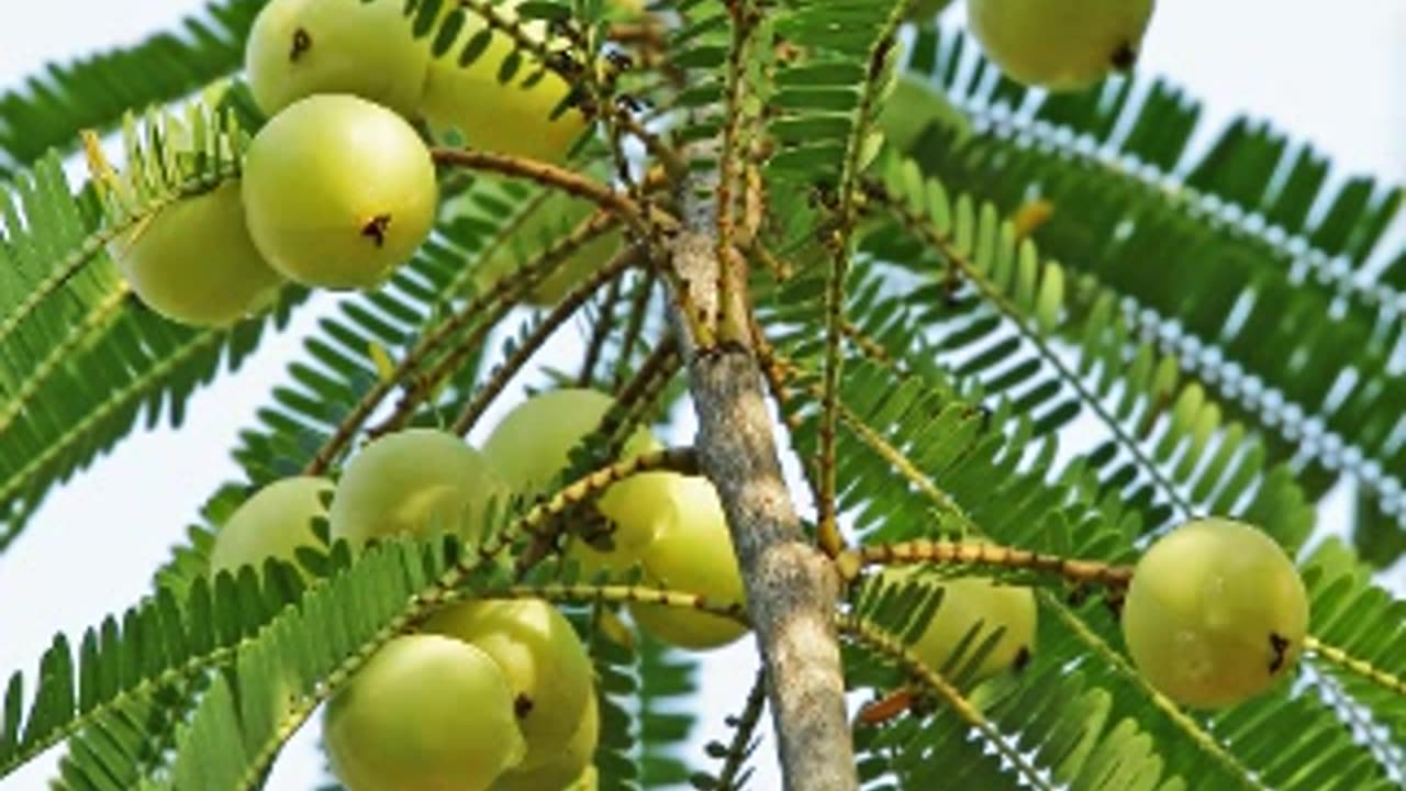 7 Powerful Health Benefits of Amla You Shouldn’t Ignore!