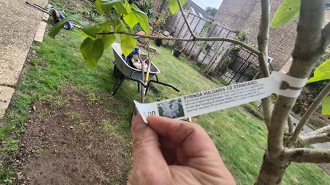 Trees for garden