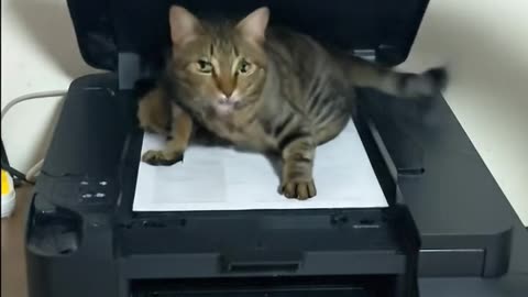 TAIGER Cat and Printer #aicat