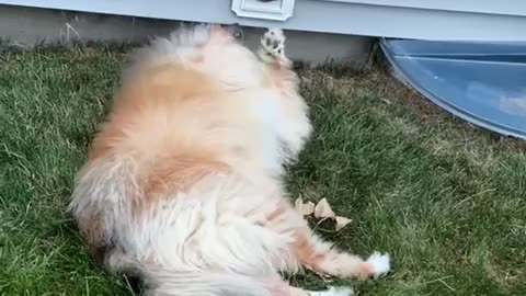 😂🐶 Derpy Collie Caught Under Dryer Vent! | FunFM